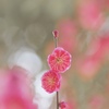 梅の簪