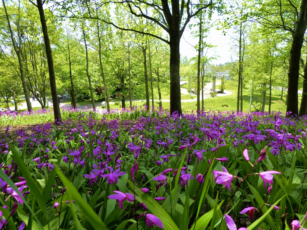 シランの咲く公園