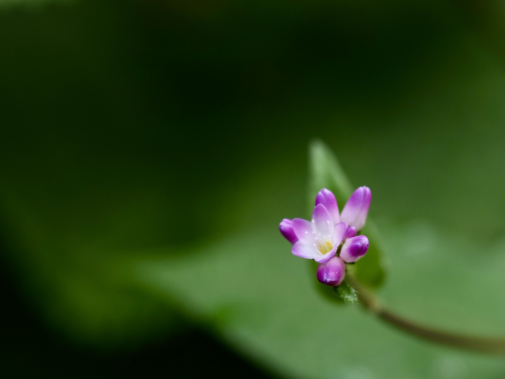 ミゾソバの花