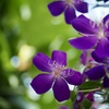 温室の花　③