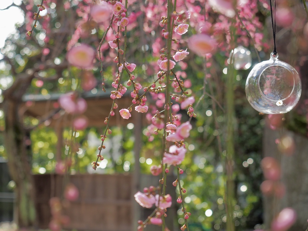 花の庭　③