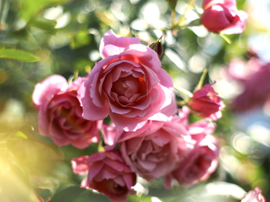 秋薔薇