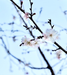 冬桜　Ⅴ