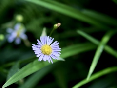 涼しげに咲く花