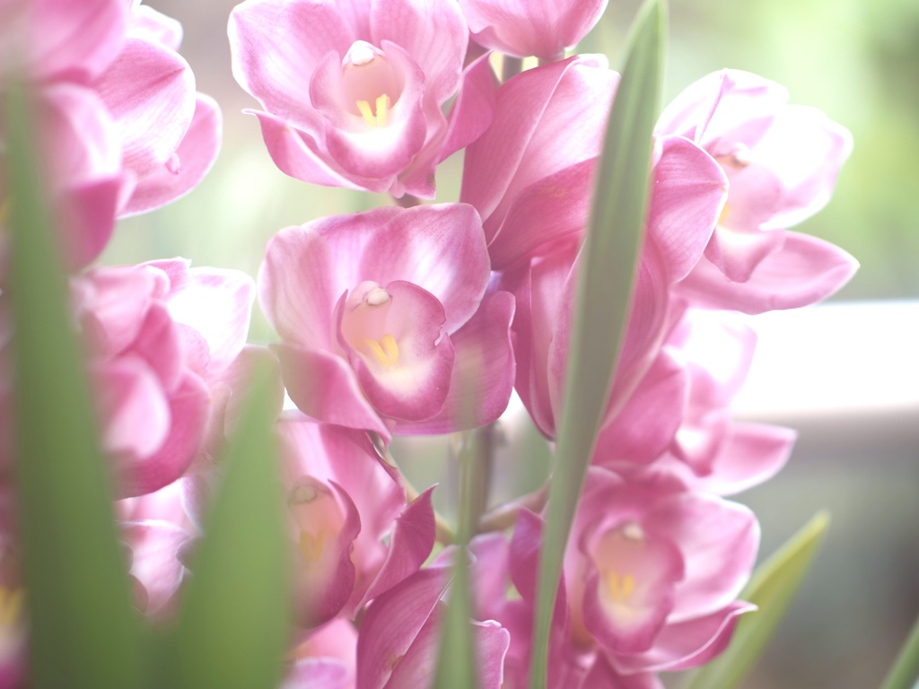 温室の花