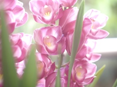 温室の花