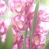 温室の花