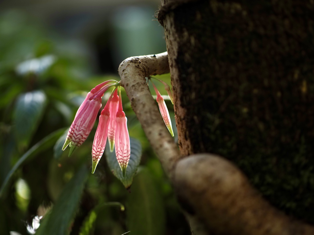 温室の花　④