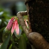 温室の花　④