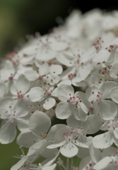 紫陽花　
