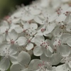 紫陽花　
