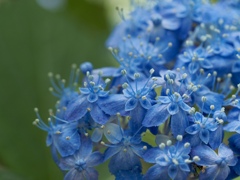 花盛りの紫陽花