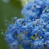 花盛りの紫陽花