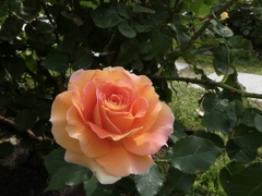 オレンジ色のバラ