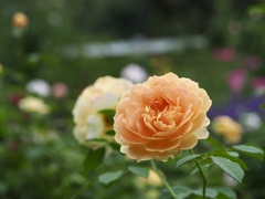 華やかに咲くバラ 華やかに咲くバラ