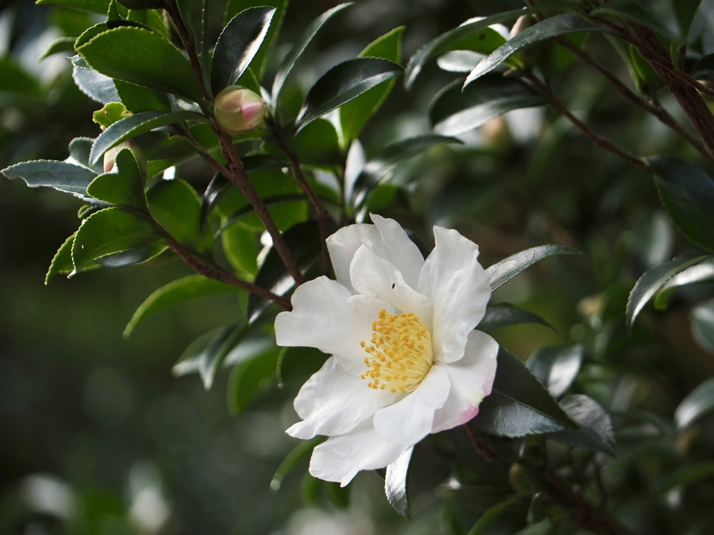 白い山茶花