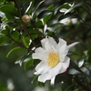 白い山茶花