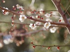 白梅も華やかに