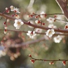 白梅も華やかに