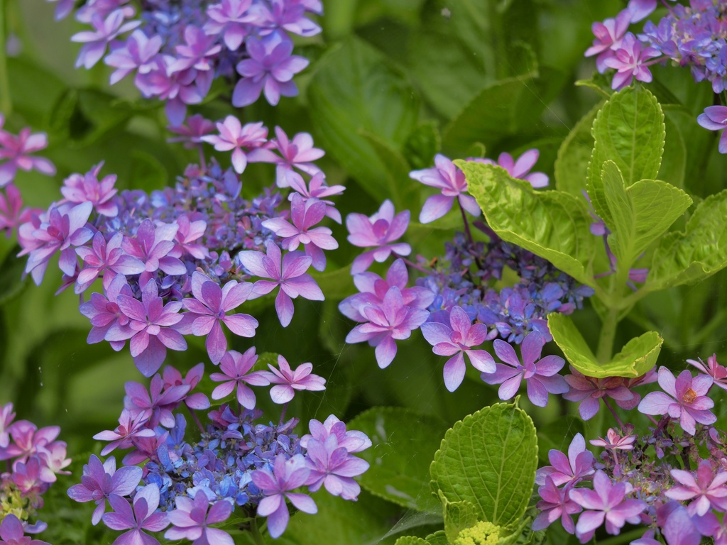 ピンクの紫陽花　②