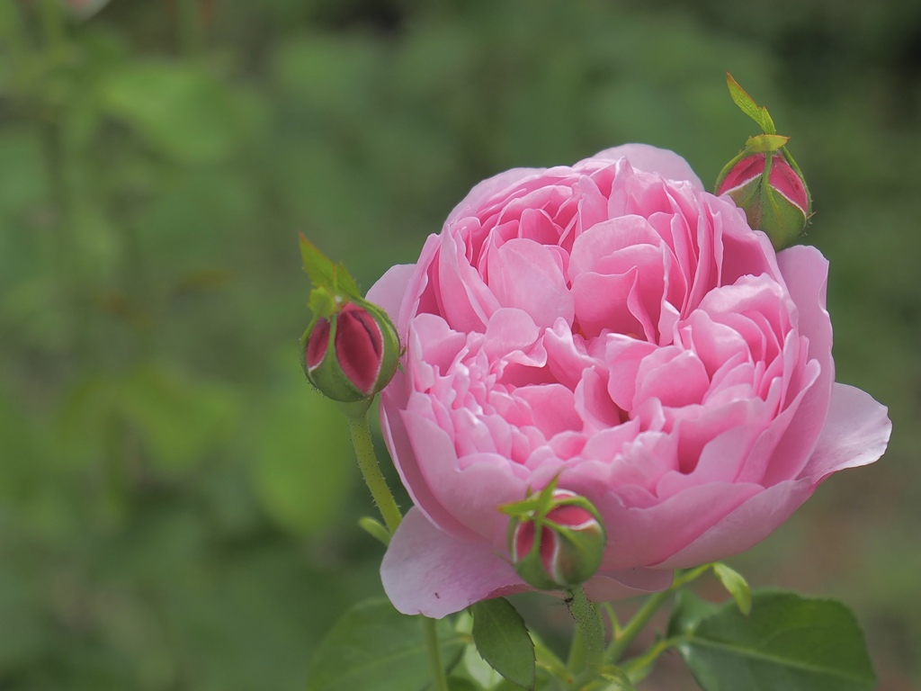 チャールズ　レニー　マッキントッシュ