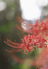 曼珠沙華