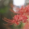 曼珠沙華