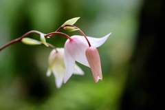 温室の花たち　⑥