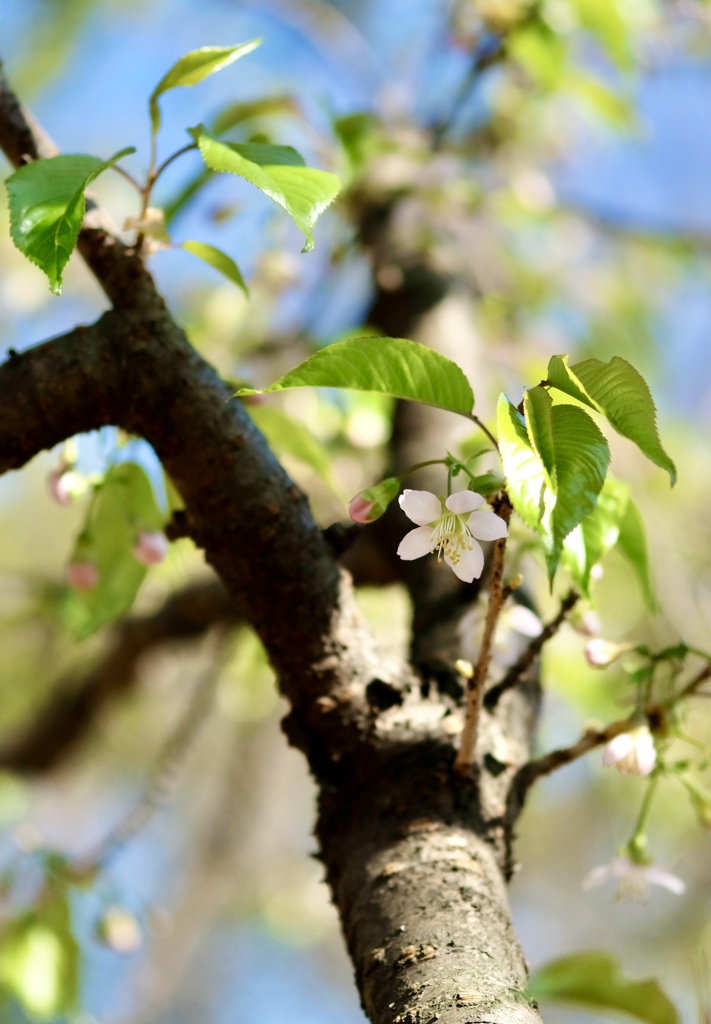 ヒマラヤ桜