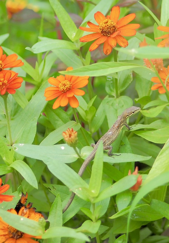 ジニアとカナヘビ
