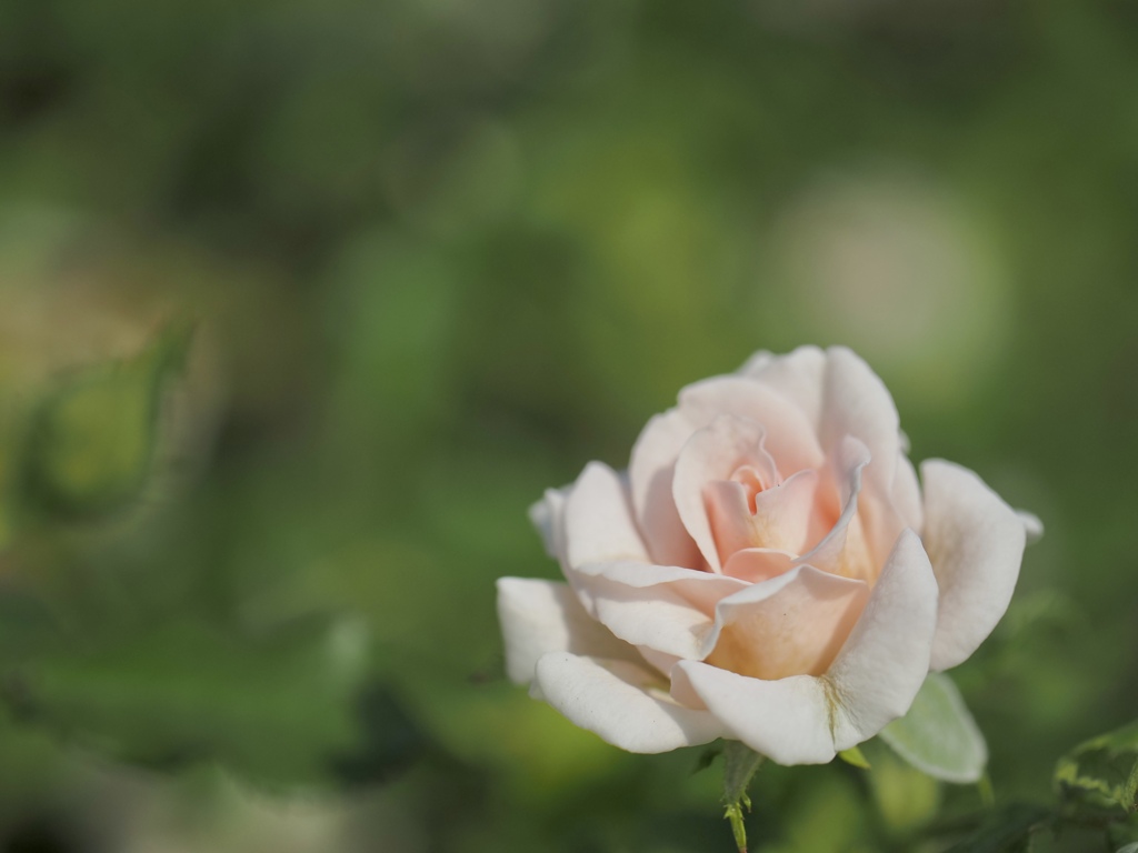 cream pink