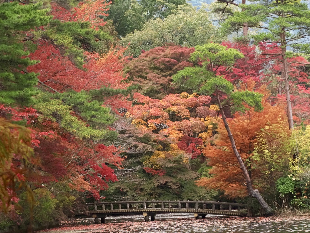 池の周りの紅葉