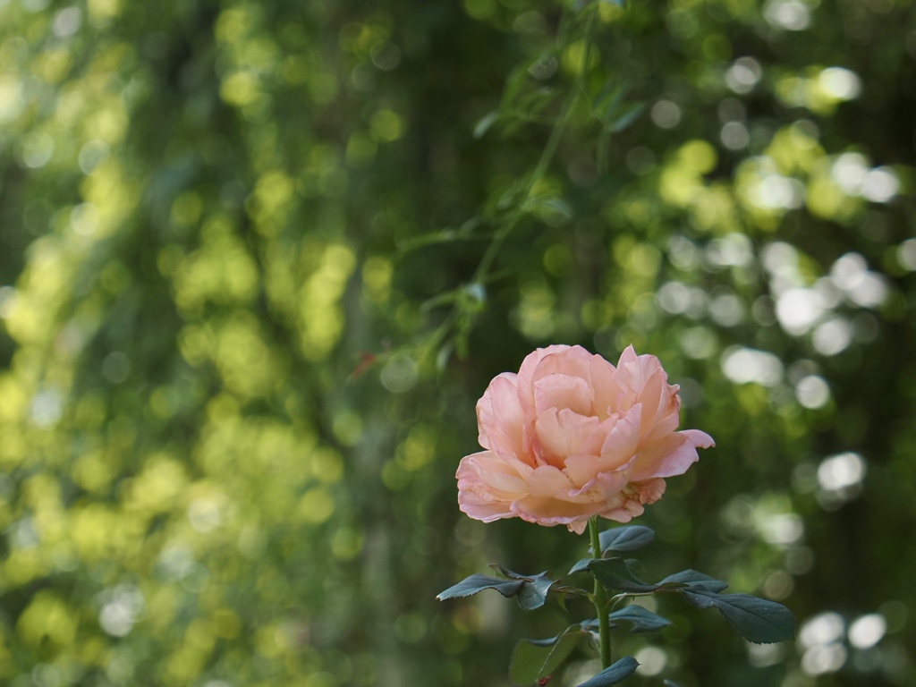 秋薔薇　②