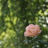 秋薔薇　②