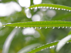 春雨