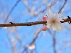 春色の十月桜