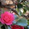 山茶花
