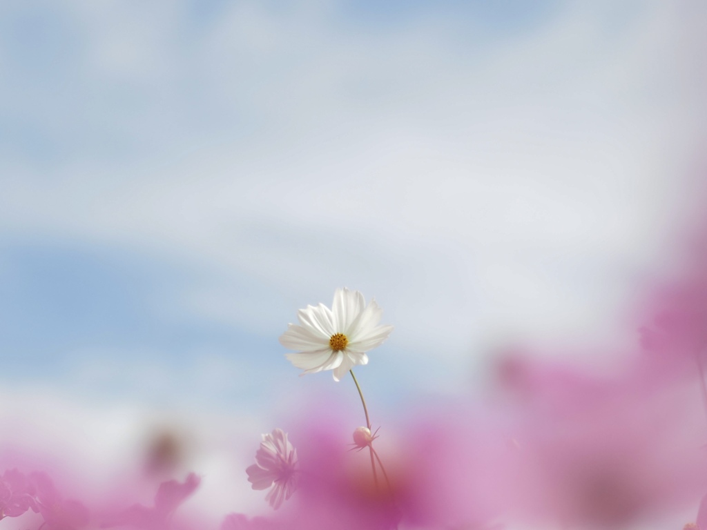 秋桜②
