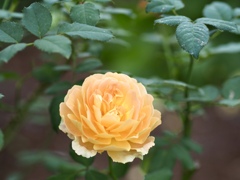 きれいな秋薔薇