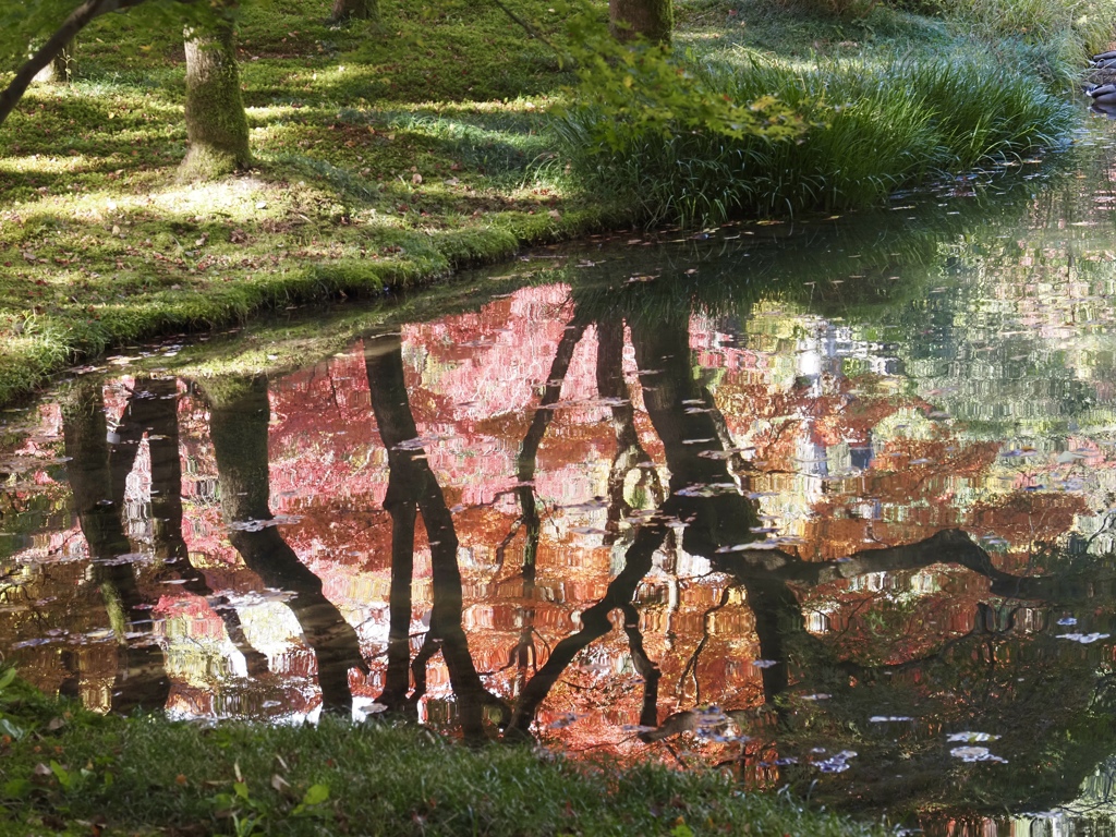 池の中の紅葉