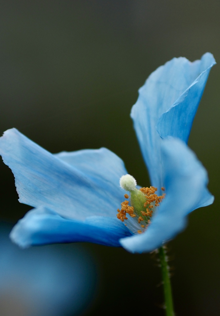 青いケシ　②