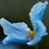 青いケシ　②
