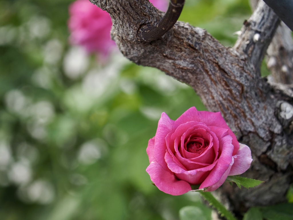 秋薔薇③