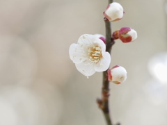 白梅