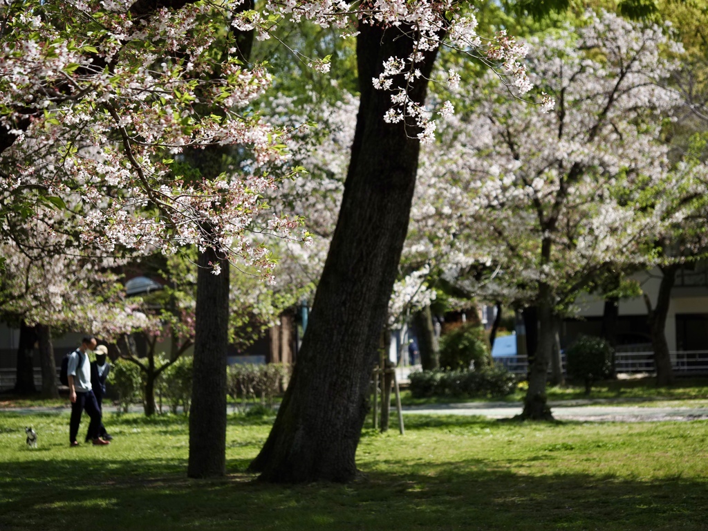 いつもの公園