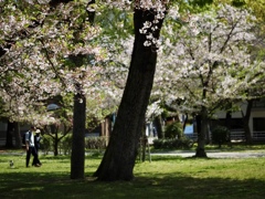 いつもの公園