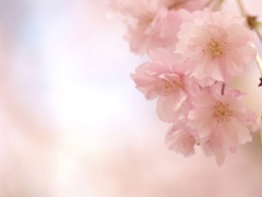 八重の桜