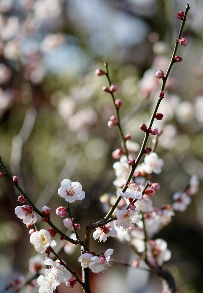 旭鶴（アサヒツル）