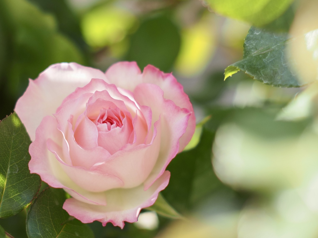 秋薔薇