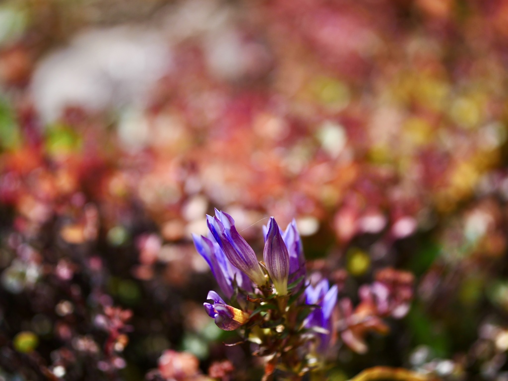 紅葉を楽しむ竜胆